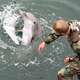 Illustration for article titled Russia Now Commands A Dolphin Army